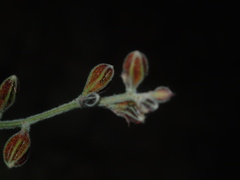 Pomaria melanosticta