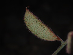 Pomaria melanosticta