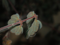 Pomaria melanosticta