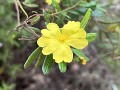 Hibbertia furfuracea