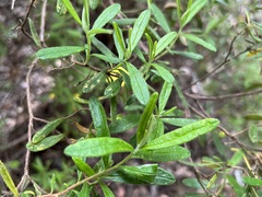 Hibbertia furfuracea