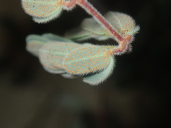 Pomaria melanosticta