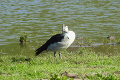 Sarkidiornis melanotos