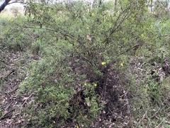 Hibbertia furfuracea