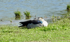 Sarkidiornis melanotos