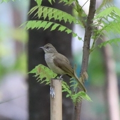 Pycnonotus conradi