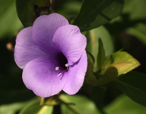 Barleria mackenii image