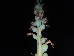 Agave lechuguilla