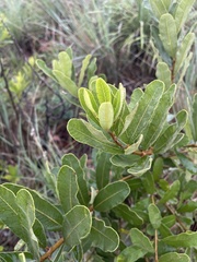Ozoroa sphaerocarpa