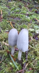 Coprinopsis
