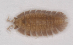 Armadilloniscus holmesi