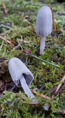 Coprinopsis