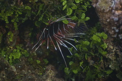 Pterois antennata