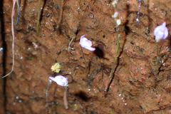 Utricularia caerulea