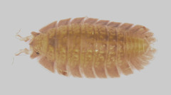 Armadilloniscus holmesi