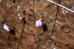 Utricularia caerulea