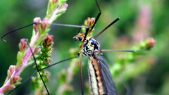 Nephrotoma sullingtonensis