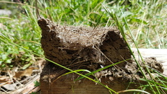 Hirundinidae