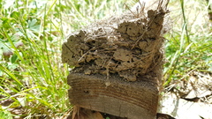 Hirundinidae