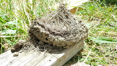 Hirundinidae
