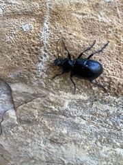 Calosoma