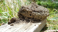 Hirundinidae