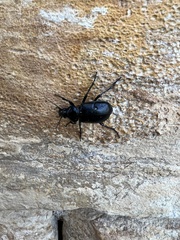 Calosoma