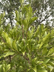 Maytenus undata