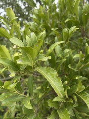 Maytenus undata