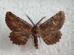 Nychiodes dalmatina
