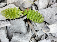 Anisotome pilifera