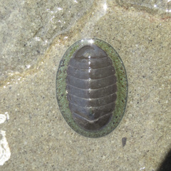 Chiton glaucus