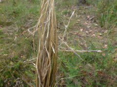 Austrostipa mollis
