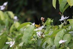 Troides helena cerberus