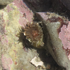 Isactinia olivacea