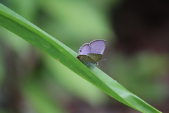 Luthrodes pandava