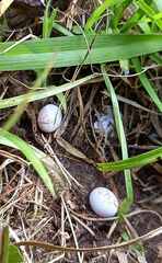 Lampropholis delicata