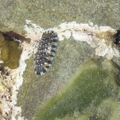Sypharochiton sinclairi
