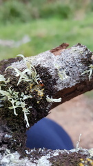 Euryplatus dimidiatus