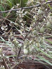 Diospyros lycioides nitens