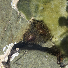 Isactinia olivacea