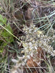Diospyros lycioides nitens