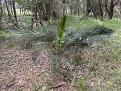 Macrozamia riedlei