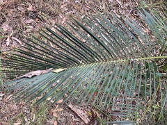 Macrozamia riedlei