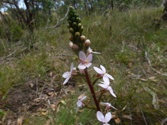 Stylidium armeria