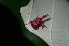 Attelabidae