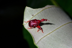 Attelabidae