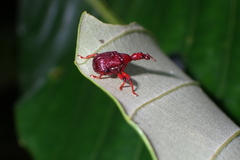 Attelabidae