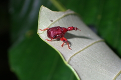Attelabidae