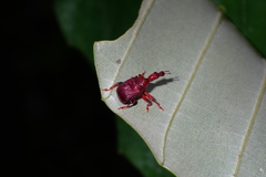 Attelabidae
